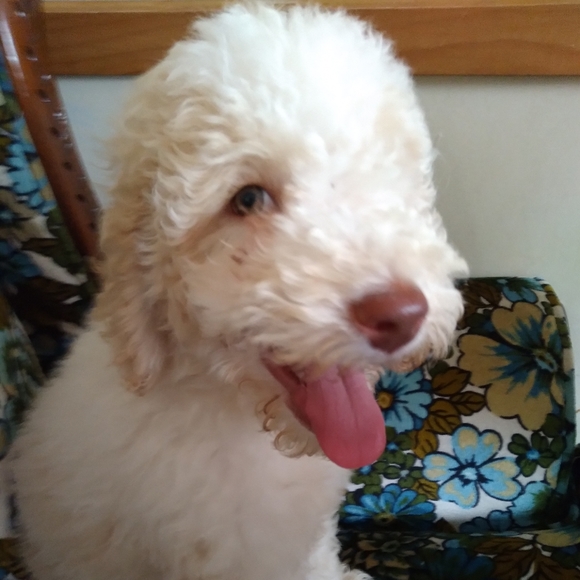 golden doodle Other - Golden doodle puppies